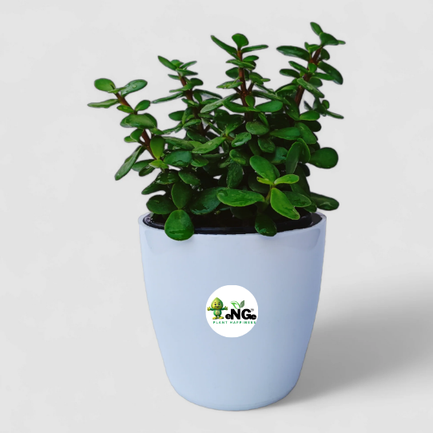 NG-00357-M-Green