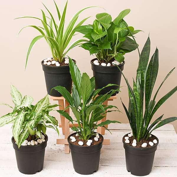 Air-Purifying Plants
