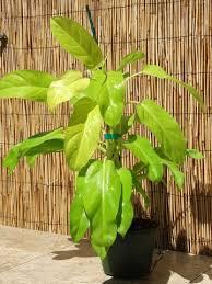 NG-00240-L-Lemon Lime