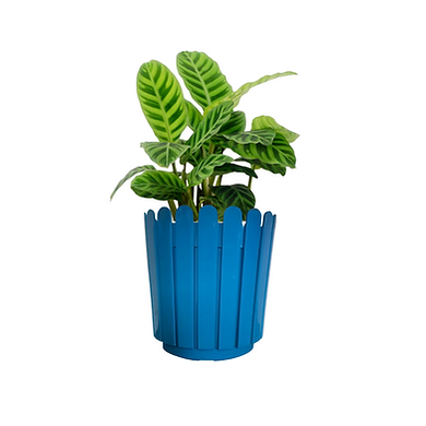 NG-00030-6-Green